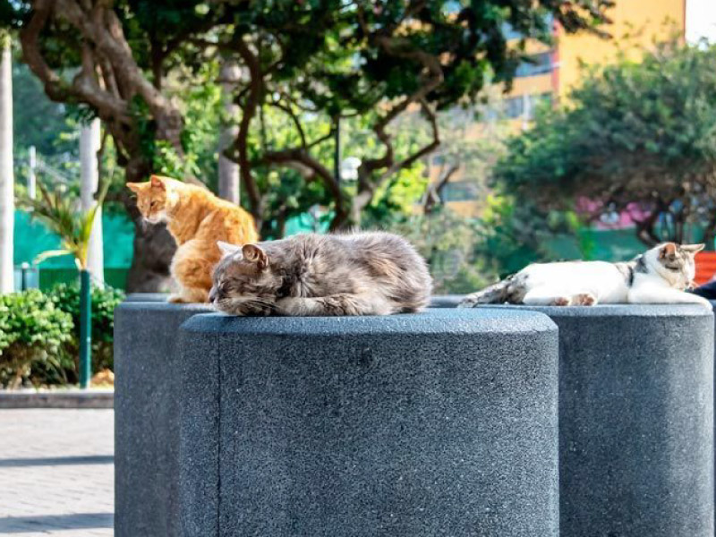 Kennedy Park, also known as "cats' park".